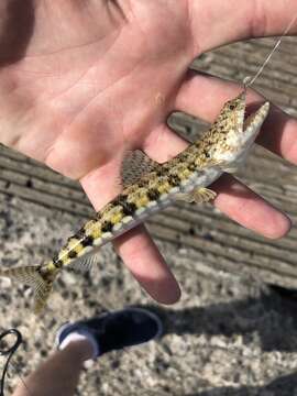 Image of Red lizard fish