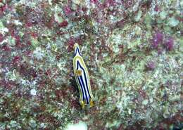 Sivun Chromodoris quadricolor (Rüppell & Leuckart 1830) kuva