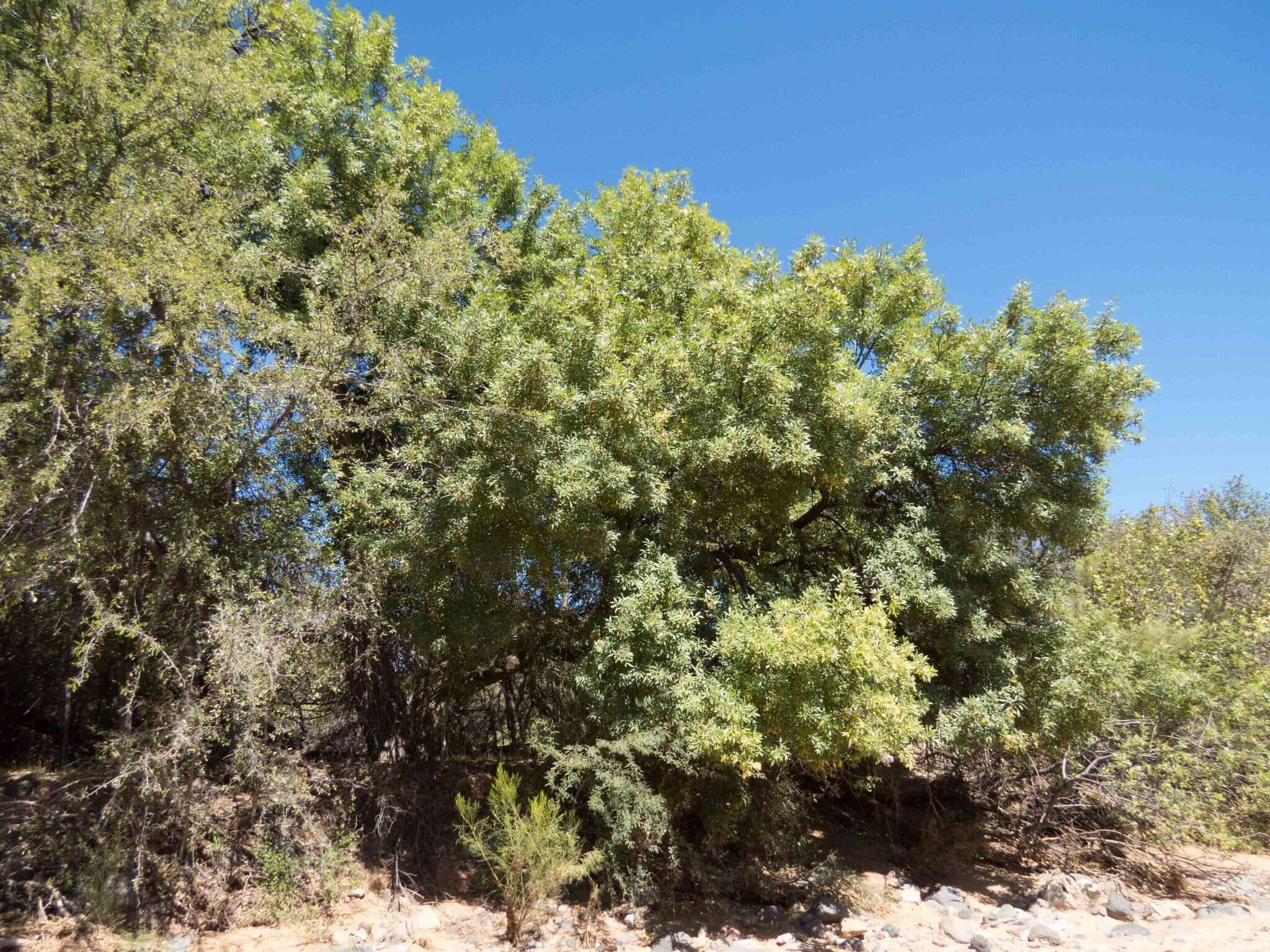 Imagem de Fraxinus velutina Torr.