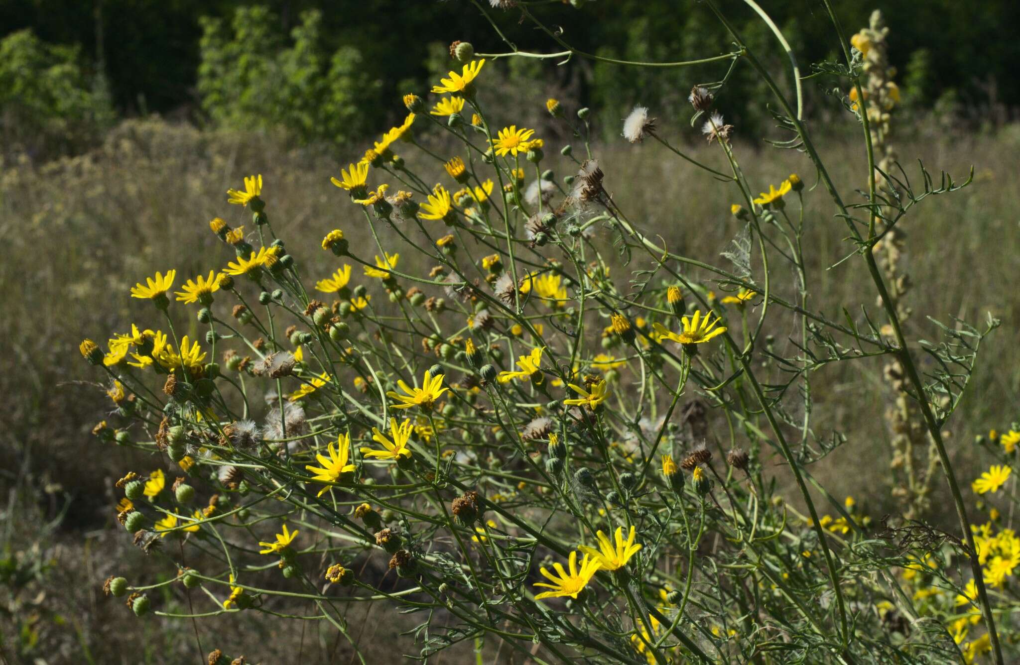 Plancia ëd Jacobaea borysthenica (DC.) B. Nord. & Greuter