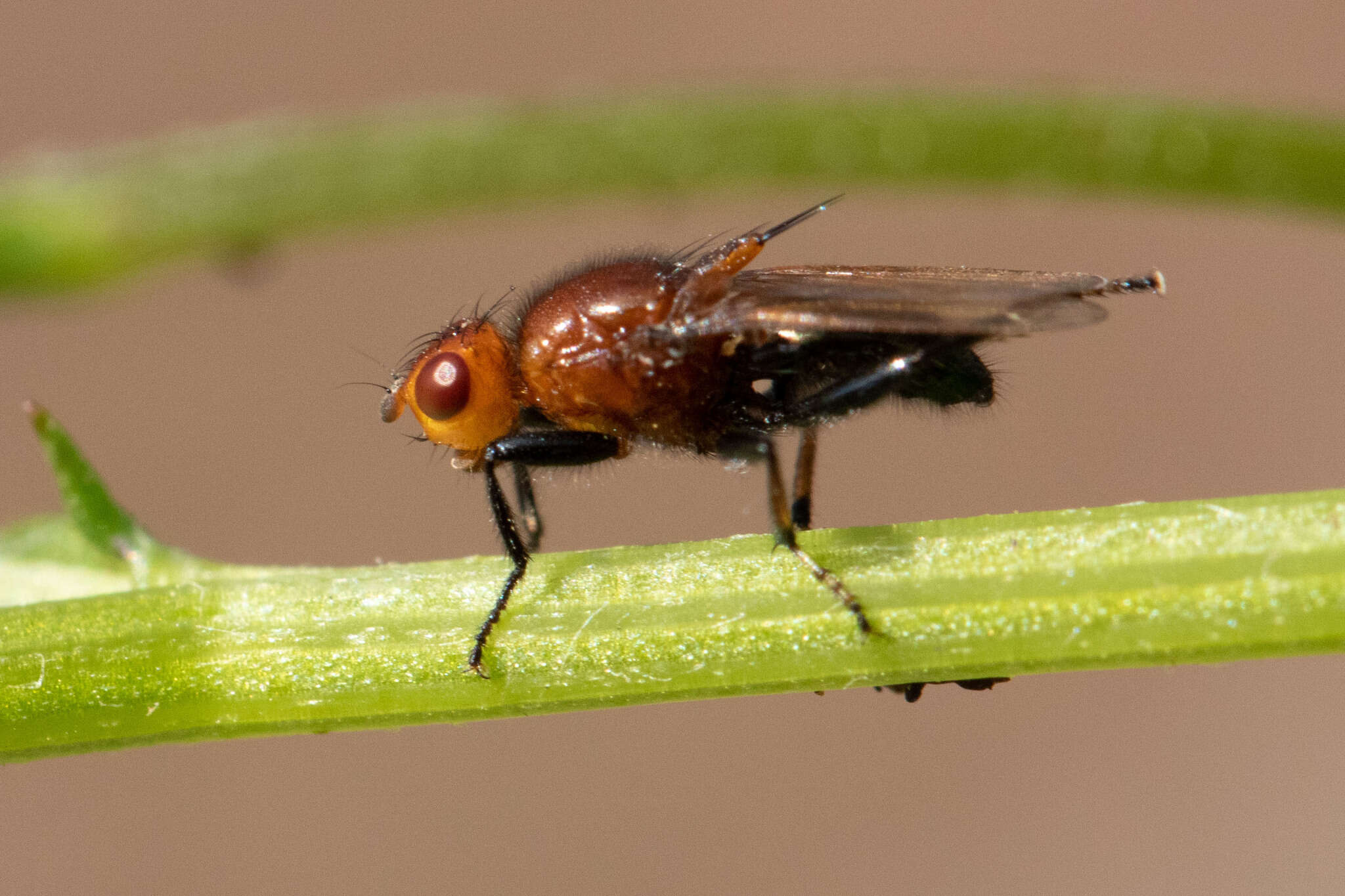 Sivun Piophilosoma norrisi (Paramonov 1954) kuva