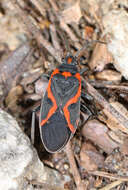 Lygaeus kalmii angustomarginatus Parshley & H. M. 1919 resmi