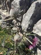 Image of woolly thistle