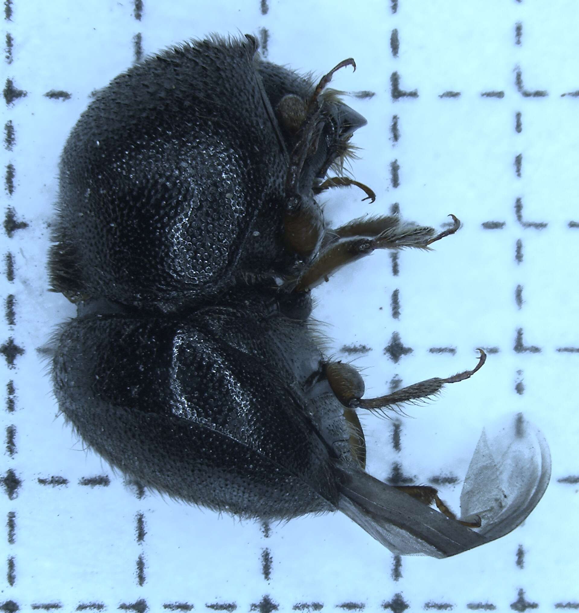 Image of Camphor shot borer