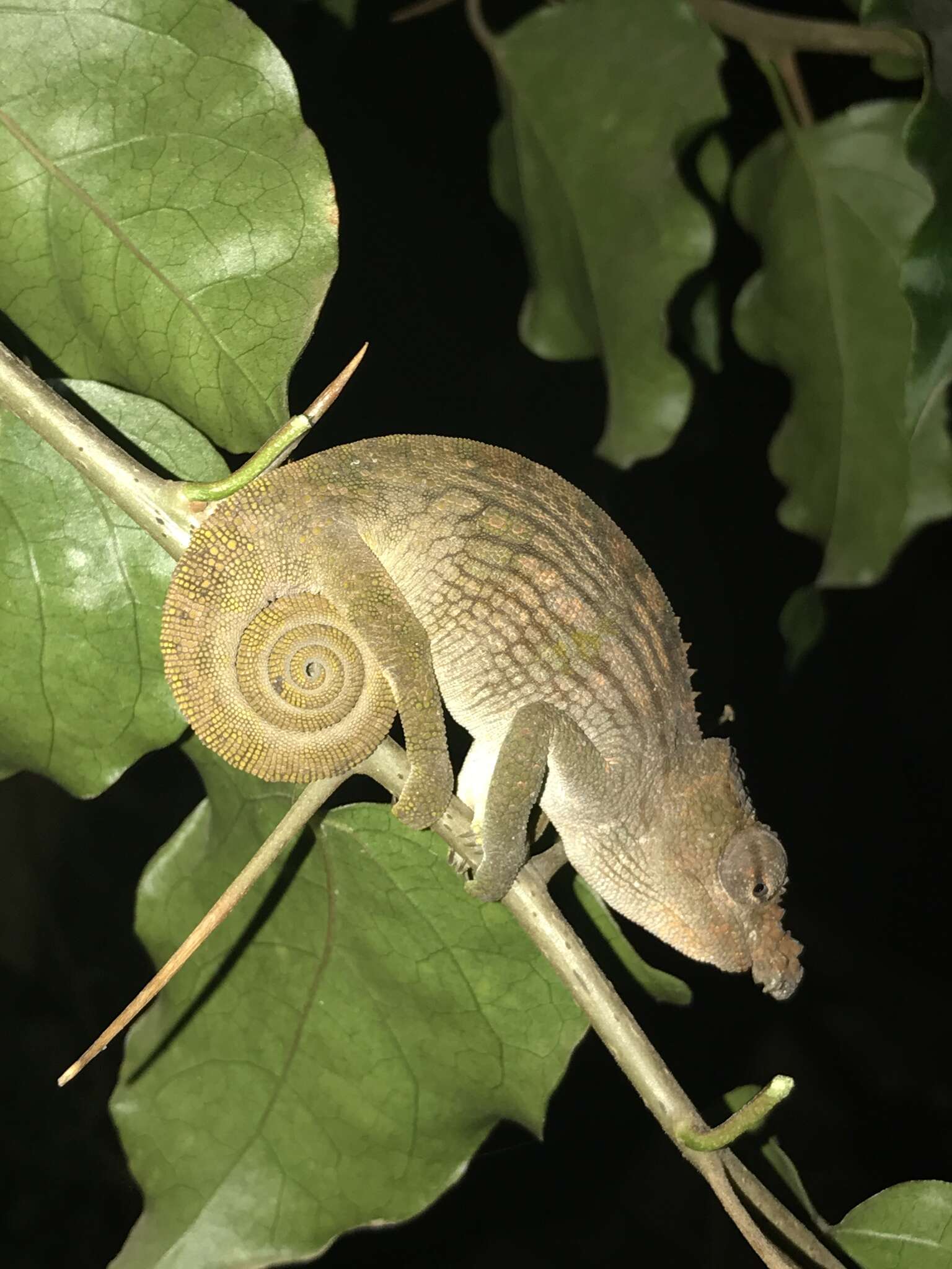 Image of Böhme’s Two-horned Chameleon