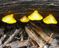 Image of Heterotextus peziziformis (Berk.) Lloyd 1922