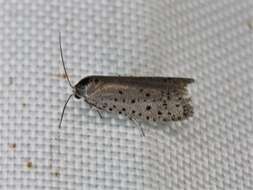 Image of Mimosa Webworm Moth