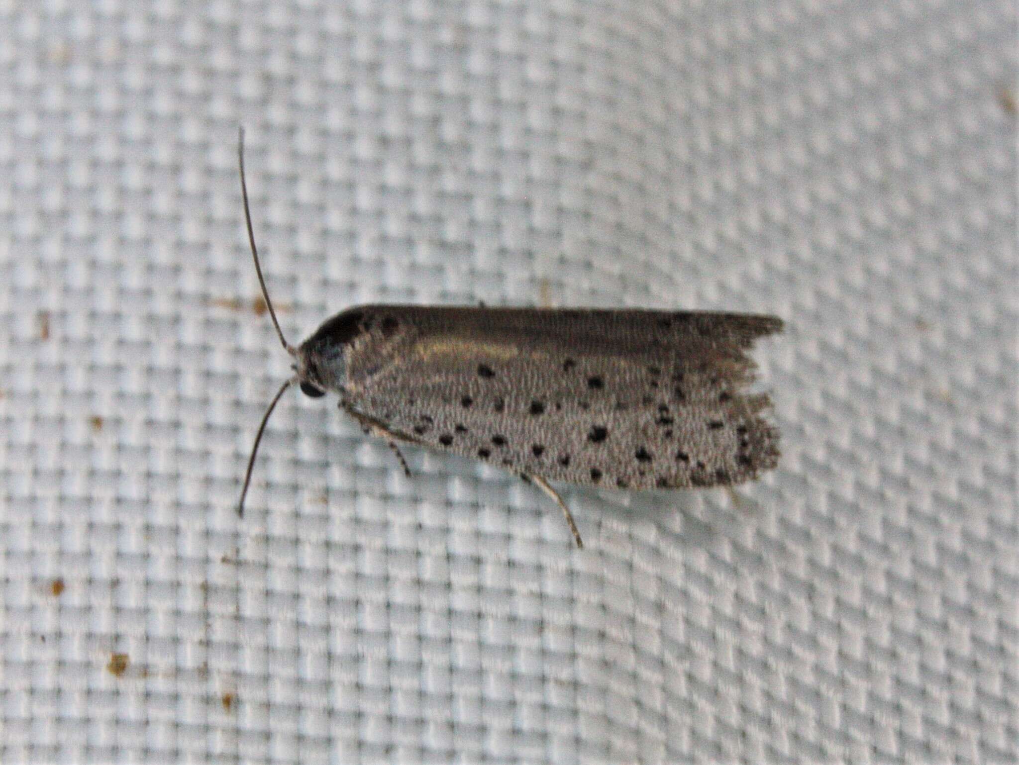 Image of Mimosa Webworm Moth