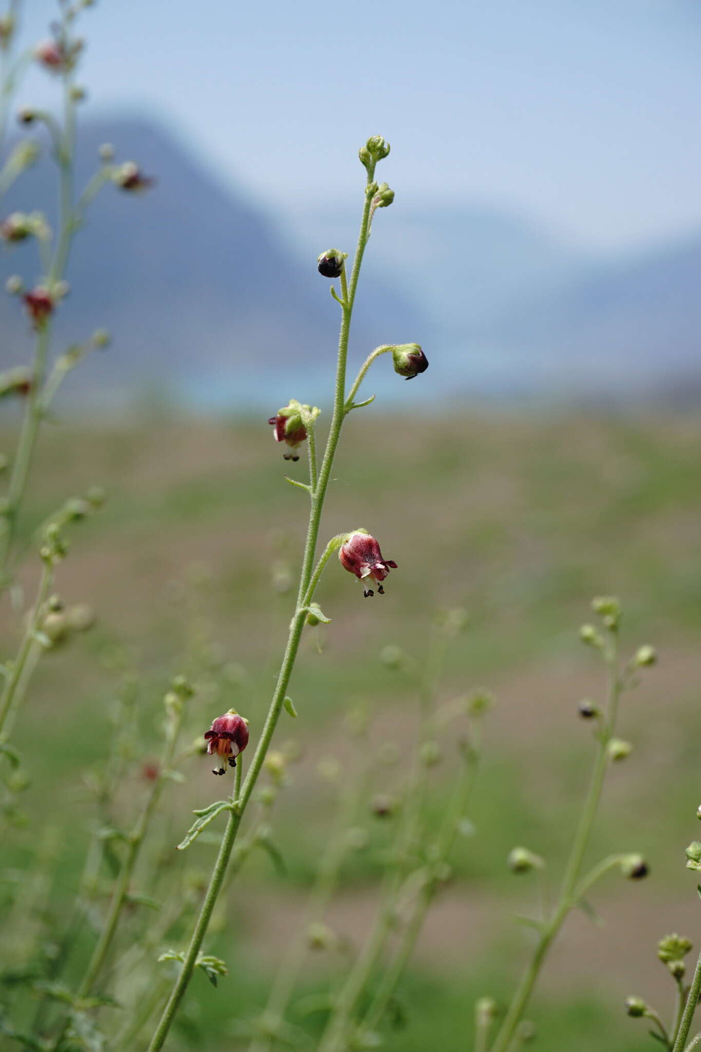 Scrophularia variegata M. Bieb. resmi