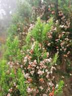 Image of Erica triflora var. triflora