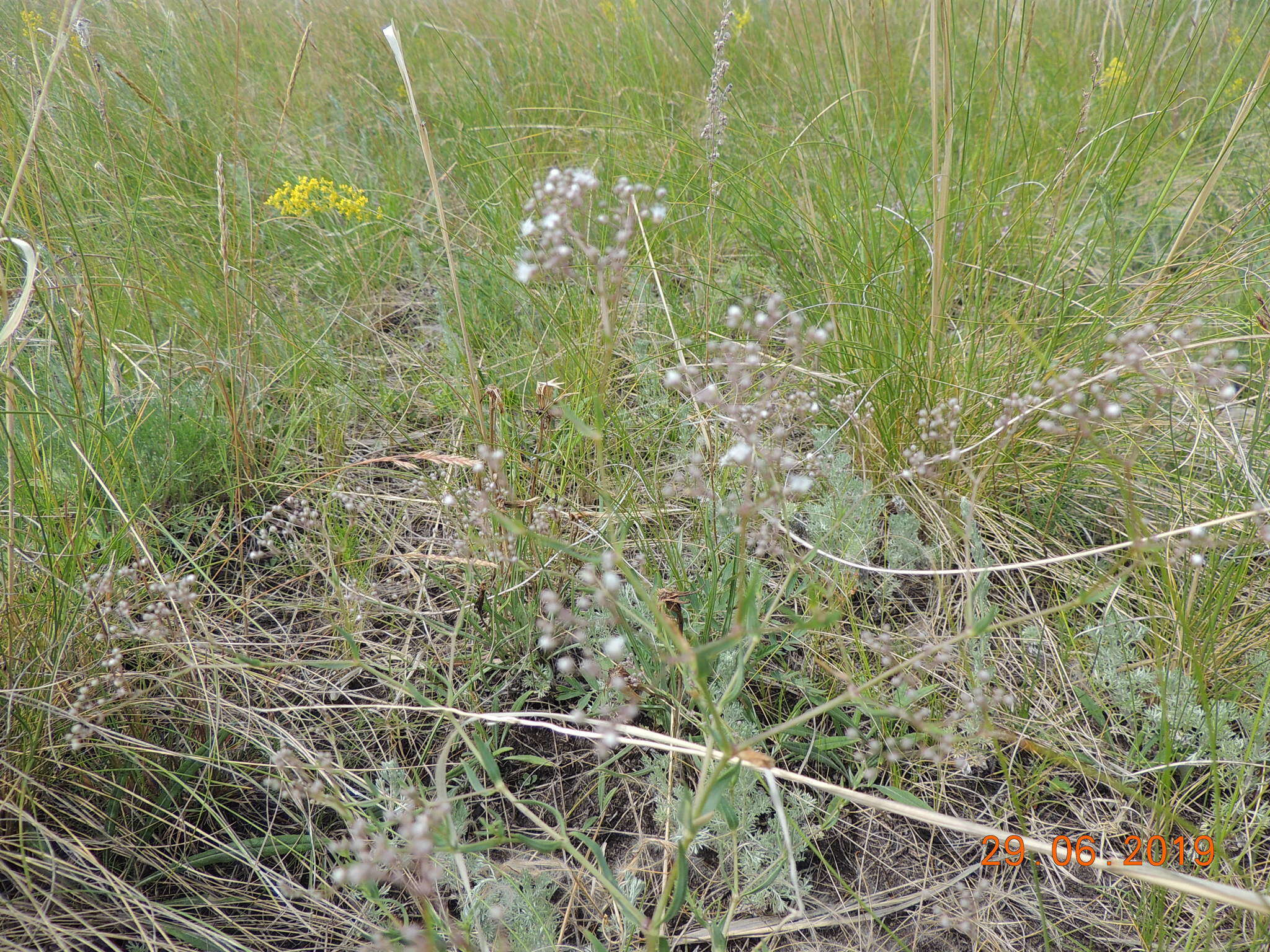 Imagem de Gypsophila paniculata L.