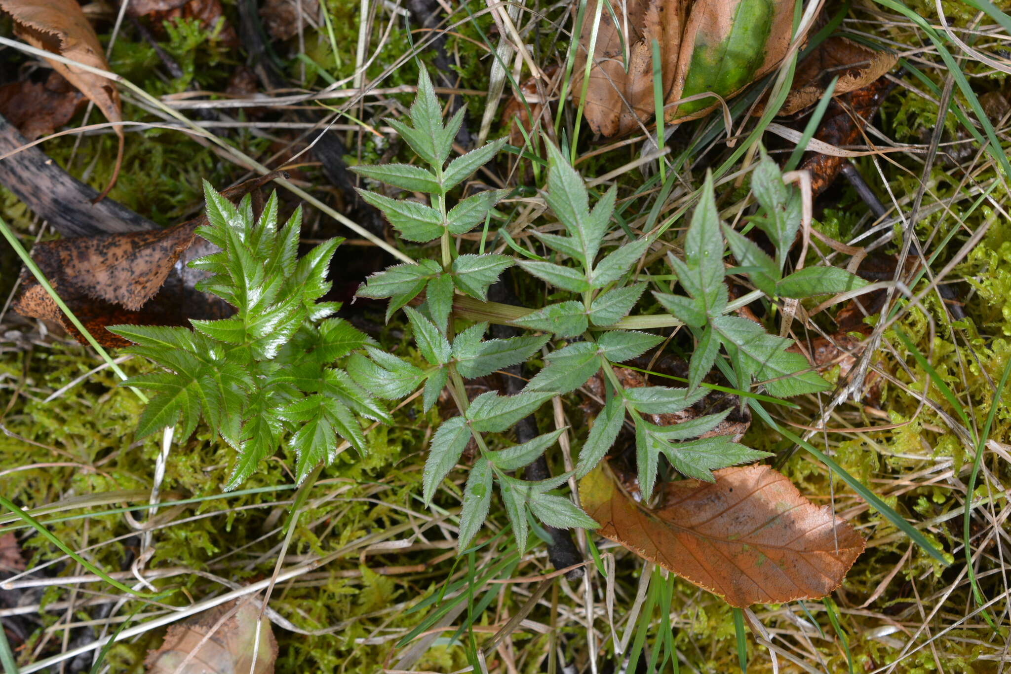 Angelica decurrens (Ledeb.) B. Fedtsch. resmi