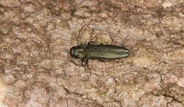 Image of European Oak Borer