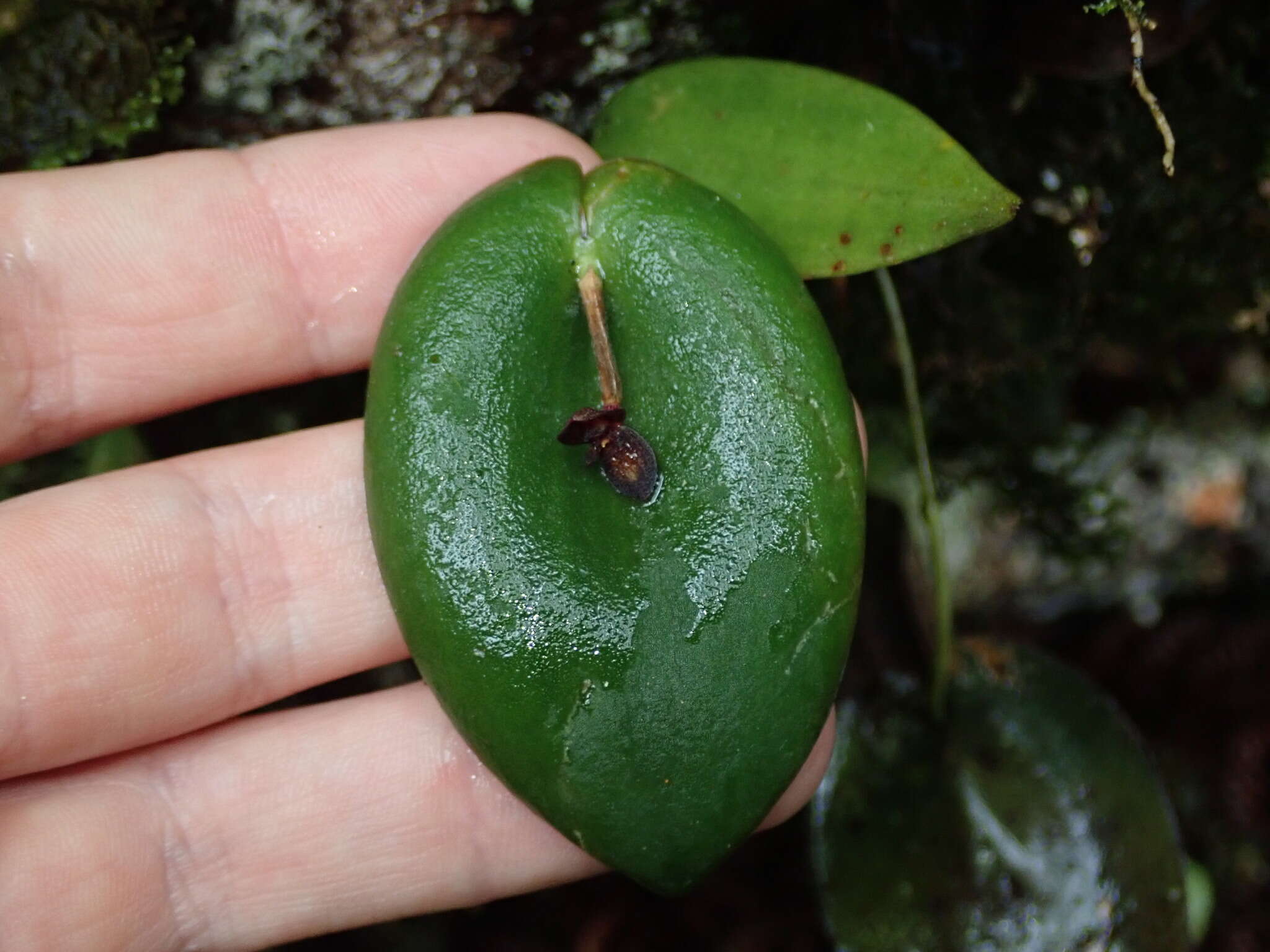 Imagem de Pleurothallis phymatodea Luer