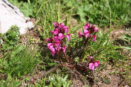 Image de Pedicularis nordmanniana Bunge