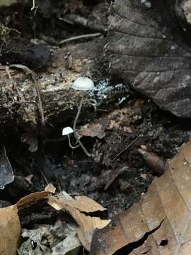 Image of Mycena filopes (Bull.) P. Kumm. 1871