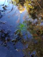 Image of Comb-Leaf Mermaidweed