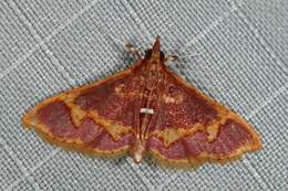 Sivun Pyrausta cruoralis Warren 1895 kuva