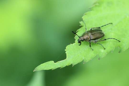 Image of Amphicoma pectinata (Lewis 1895)