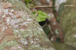 Image of Dusky Gliding Lizard