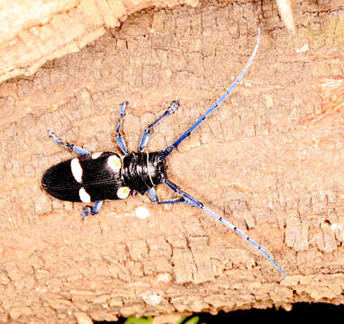 Image of Zographus plicaticollis Thomson 1868