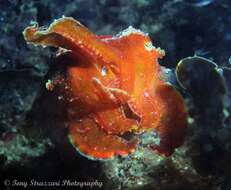 Image of Reaper cuttlefish