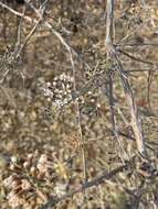 Image of Knobbly bushwillow