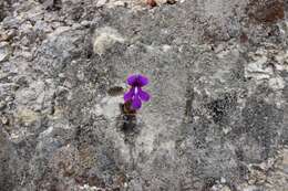 Image of Pinguicula macrophylla Kunth