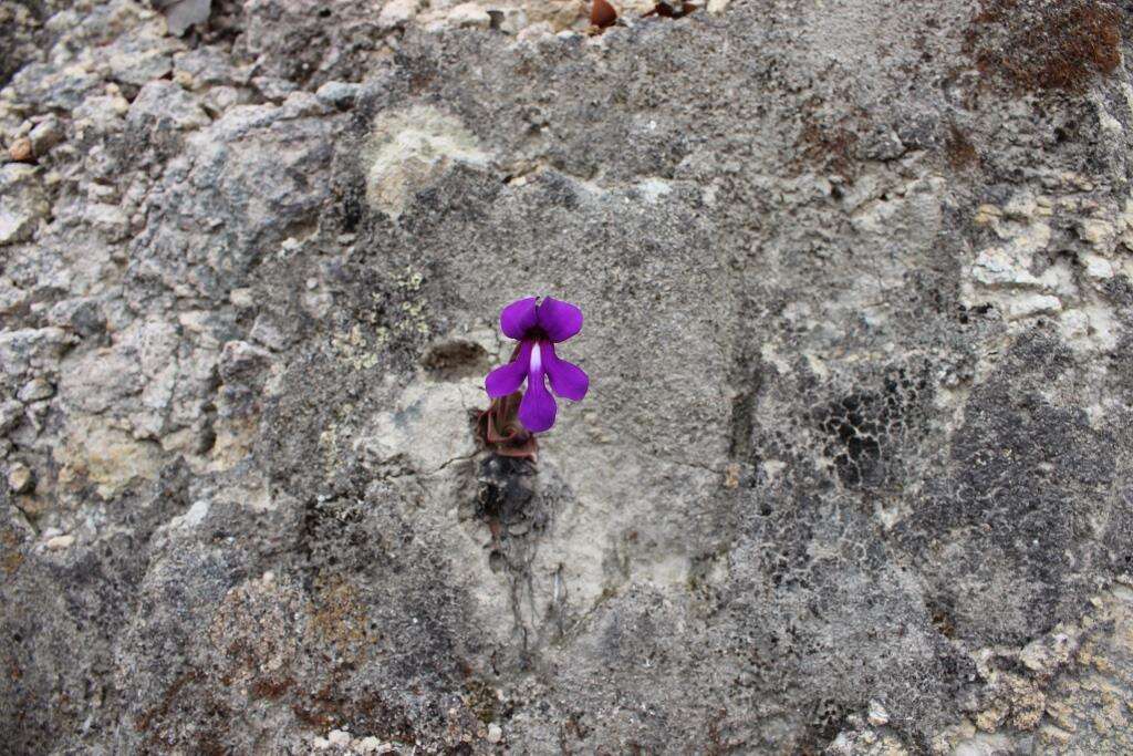 Image of Pinguicula macrophylla Kunth