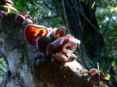 Auricularia cornea Ehrenb. 1820 resmi