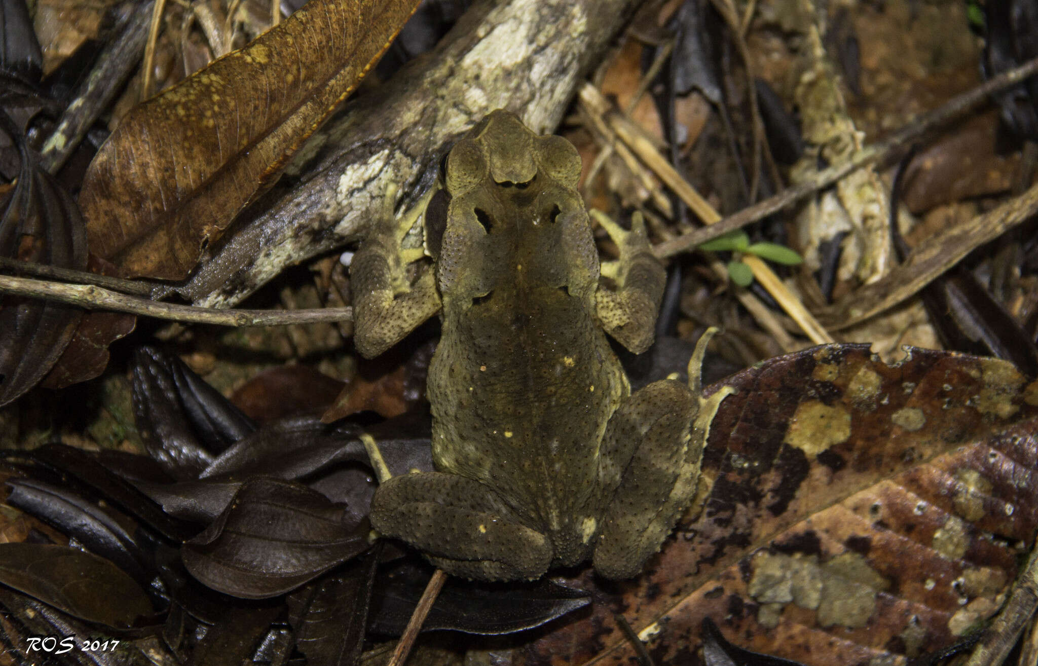 صورة Rhinella crucifer (Wied-Neuwied 1821)