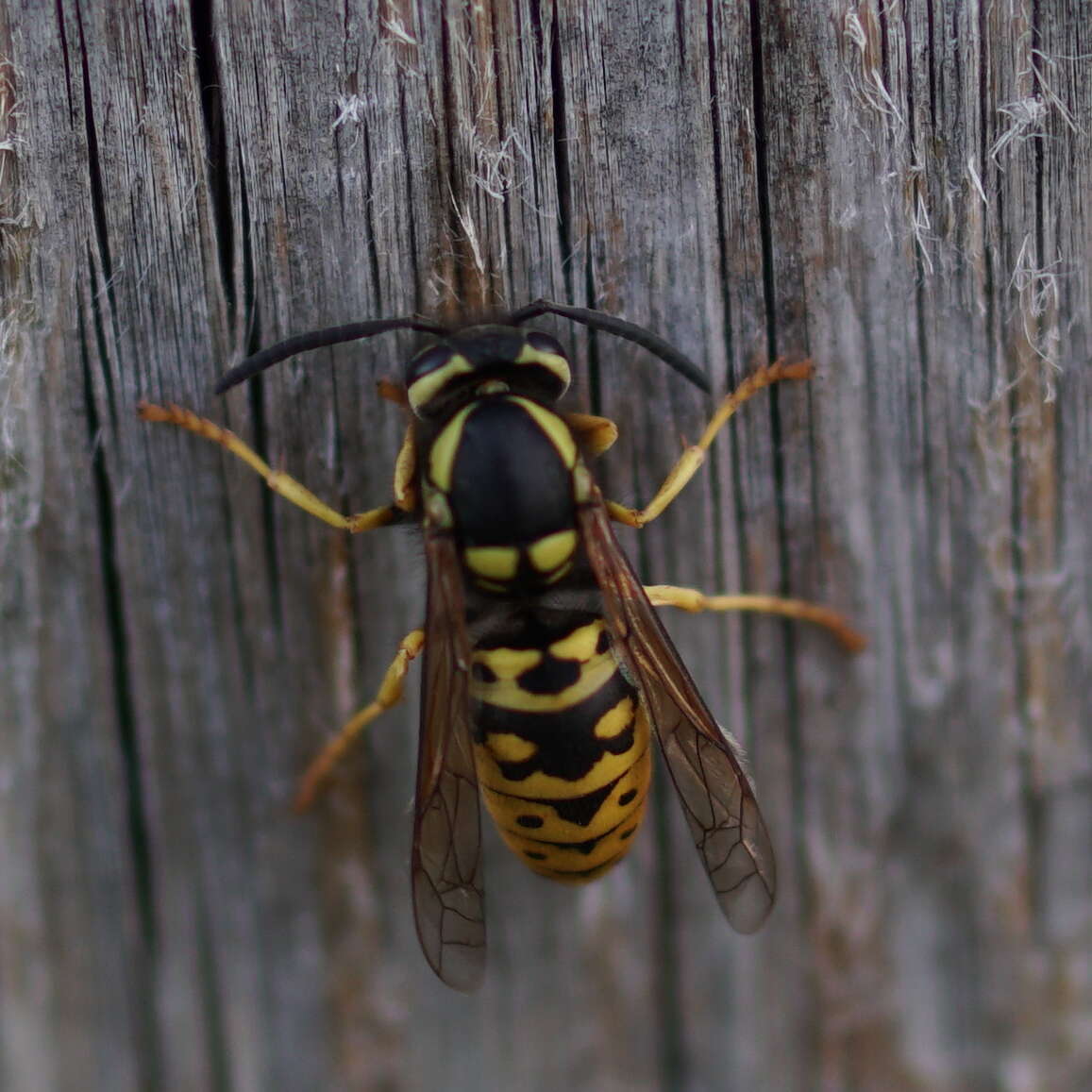 Image of Prairie Yellowjacket