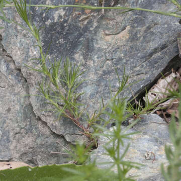 Image of Cherleria laricifolia (L.) Iamonico