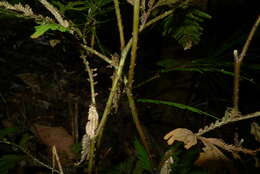 Image of Selaginella megastachya Bak.