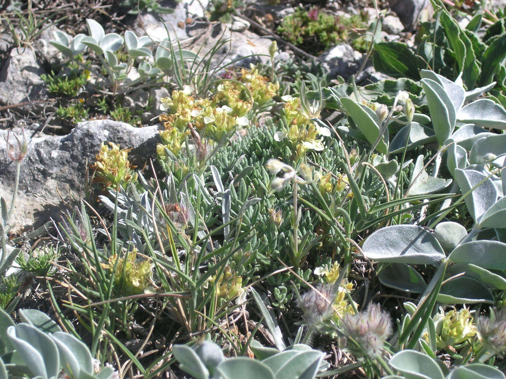 Image of Teucrium montanum subsp. montanum