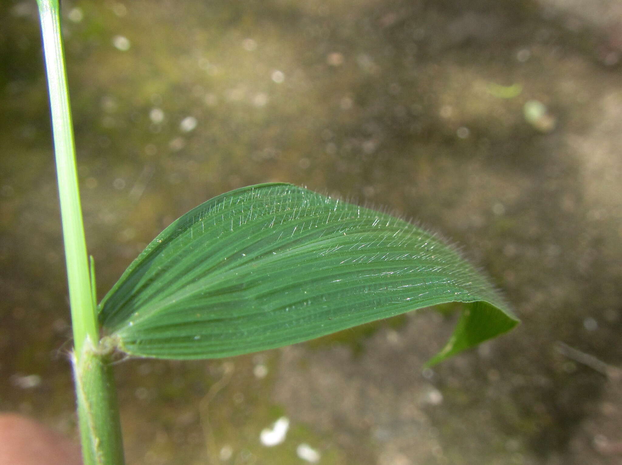 Image of bigleaf bristlegrass