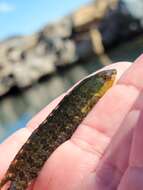 Image of Striped Kelpfish