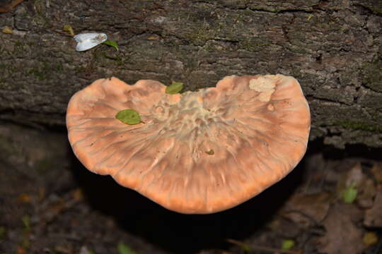 Image of Piptoporellus soloniensis (Dubois) B. K. Cui, M. L. Han & Y. C. Dai 2016