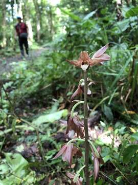 Image of Carrion orchid