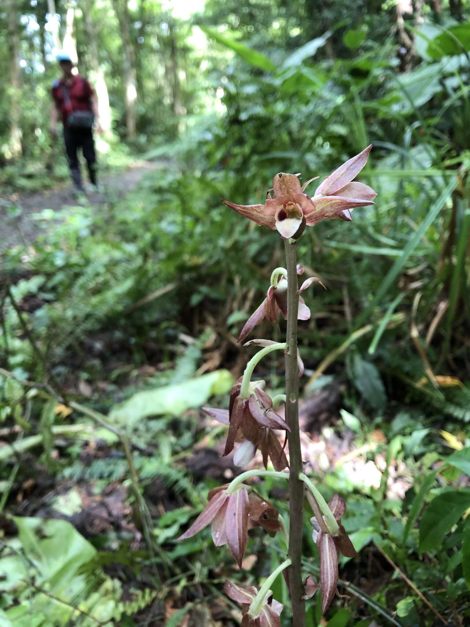 Image de Eulophia zollingeri (Rchb. fil.) J. J. Sm.