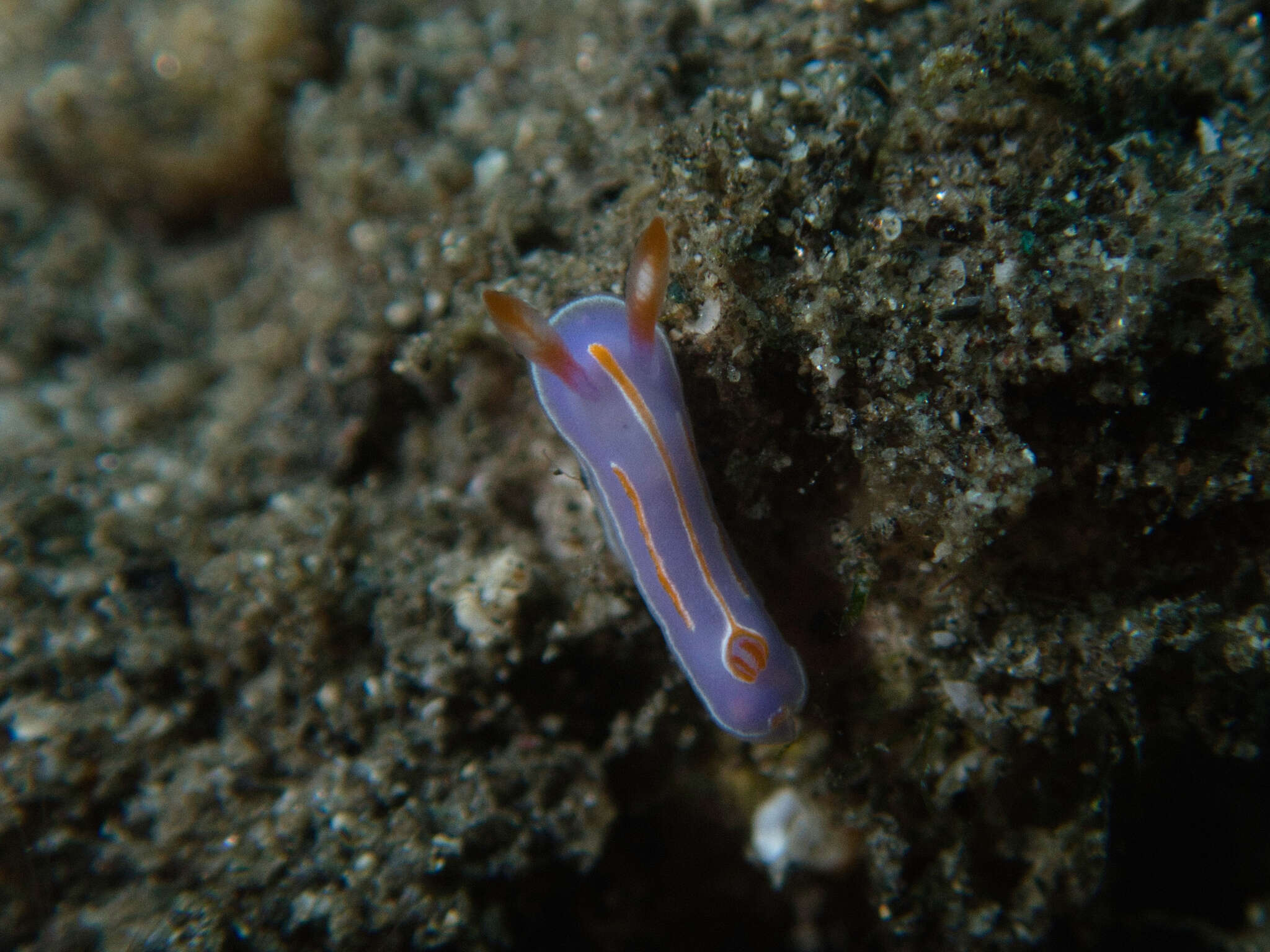 Image of Mexichromis trilineata (A. Adams & Reeve 1850)