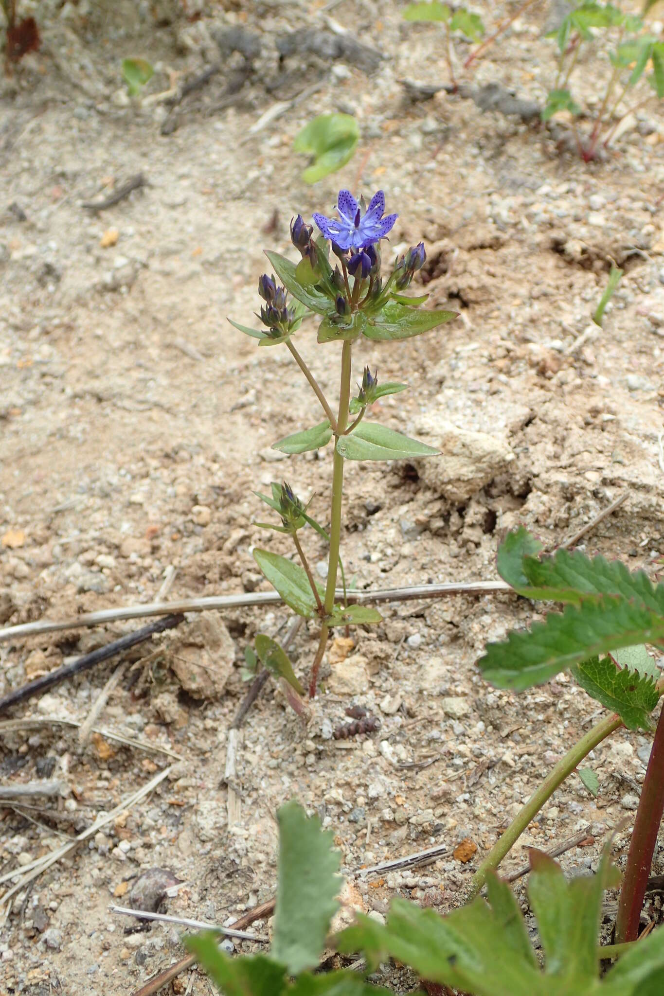 Image of Lesser tetrapetal swertia