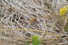 Image of Heath bee-fly