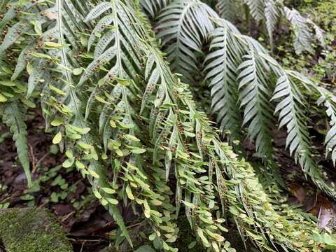 Image of Woodwardia prolifera Hook. & Arn.