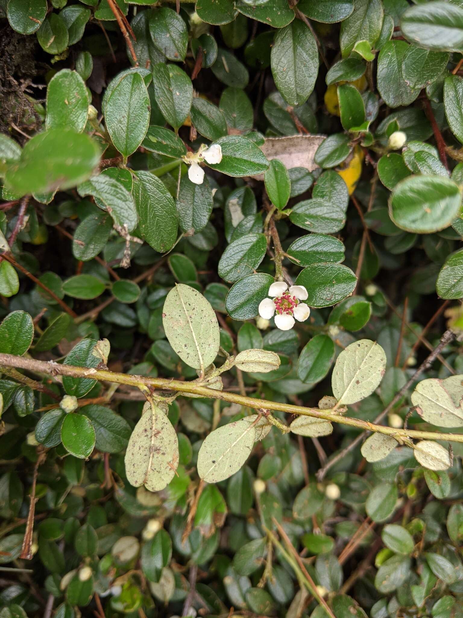 Image of Cotoneaster morrisonensis Hayata