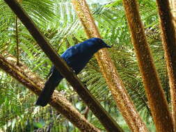 Image of Unicolored Jay