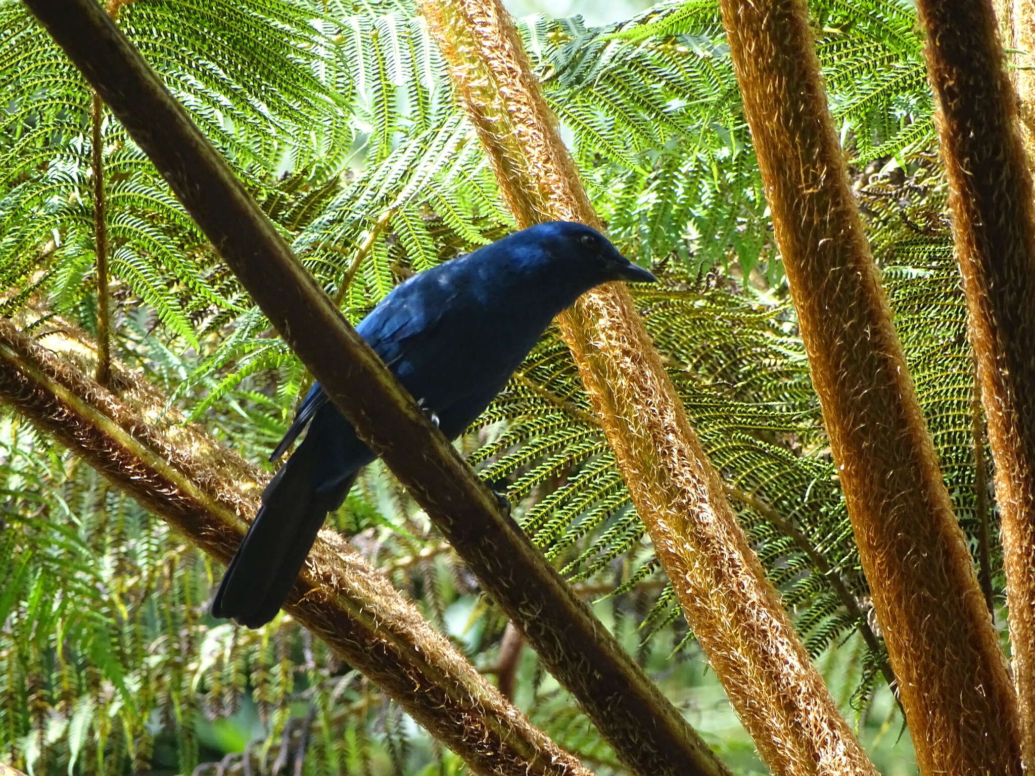 Image of Unicolored Jay