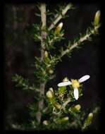 Image of Alpine Daisy-bush