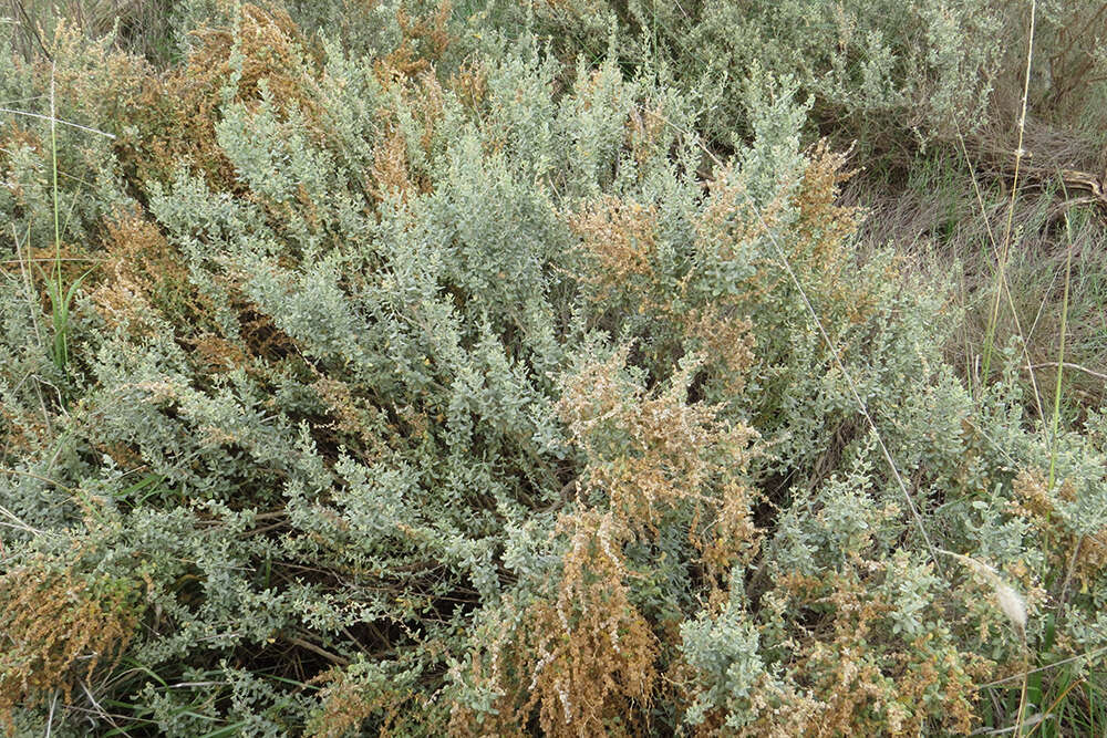 Image of wavy-leaved saltbush