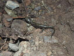 Image of Santa Cruz Black Salamander